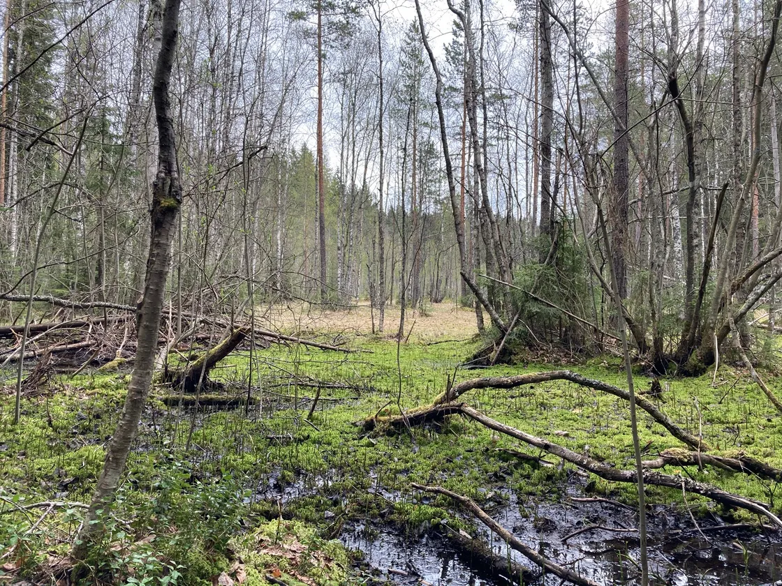 cover for Pesäkallio's nature reserve, Lahti, Finland